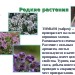 Чай черный Гранд Дикий Чабрец 20 пирамидок, 2 штуки